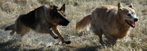 doggie daycare running